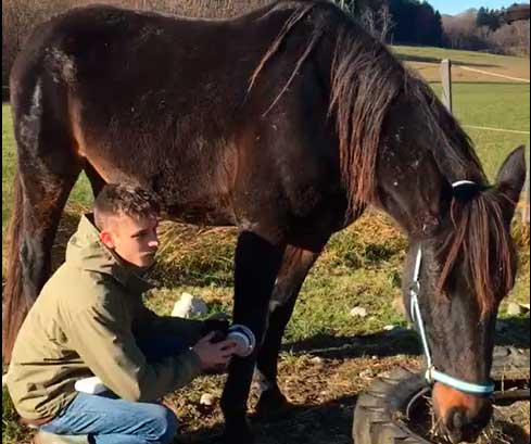 Veterinary practitioner creates better cell respiration and detox using spirovitalization or singlet oxygen energy therapy in horses